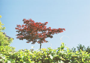 800zn1.jpg